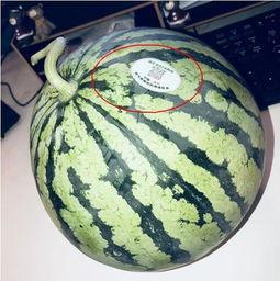 2022年吃瓜网红,流量背后的故事与争议