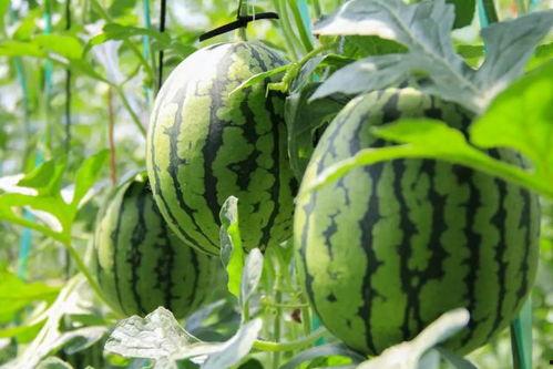 免费吃瓜平台,带你领略网络娱乐新风尚