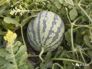 免费吃瓜平台,带你领略网络娱乐新风尚