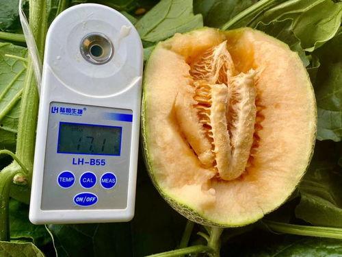 带你看看吃瓜全集,带你看看吃瓜全集精彩瞬间