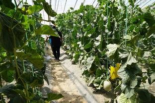 香樟操场吃瓜视频,揭秘校园生活趣味瞬间