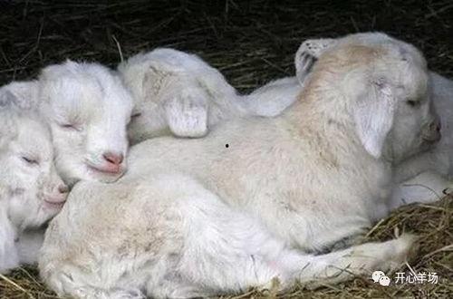 吃晴天小羊瓜好吗,美味与营养的双重享受