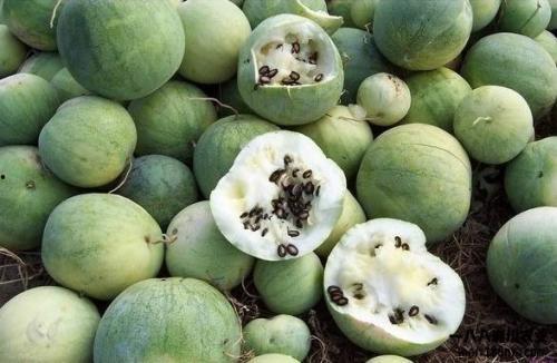 70后吃瓜视频,揭秘吃瓜视频背后的时代变迁