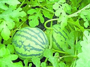 专吃瓜的人,一场场娱乐圈风云背后的真相