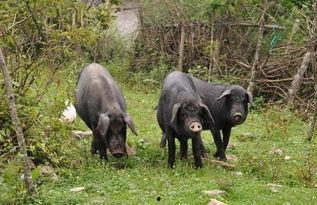 梦到大黑猪吃瓜,大黑猪吃瓜背后的神秘寓意