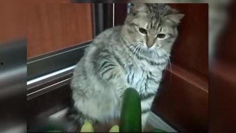 若霖小猫吃瓜,若霖小猫的瓜田奇遇记