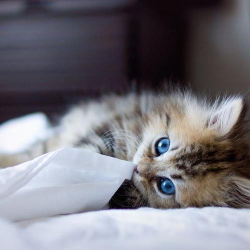 若霖小猫吃瓜,若霖小猫的瓜田奇遇记