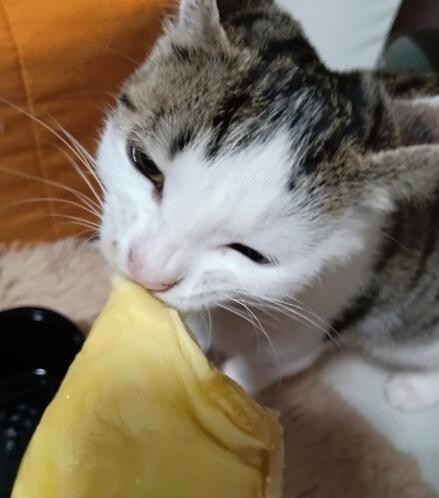 若霖小猫吃瓜,若霖小猫的瓜田奇遇记