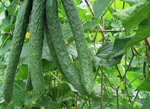 一天吃一个瓜有什么好处,健康生活新选择