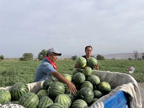 阿城吃瓜,揭秘娱乐圈背后的甜蜜与苦涩