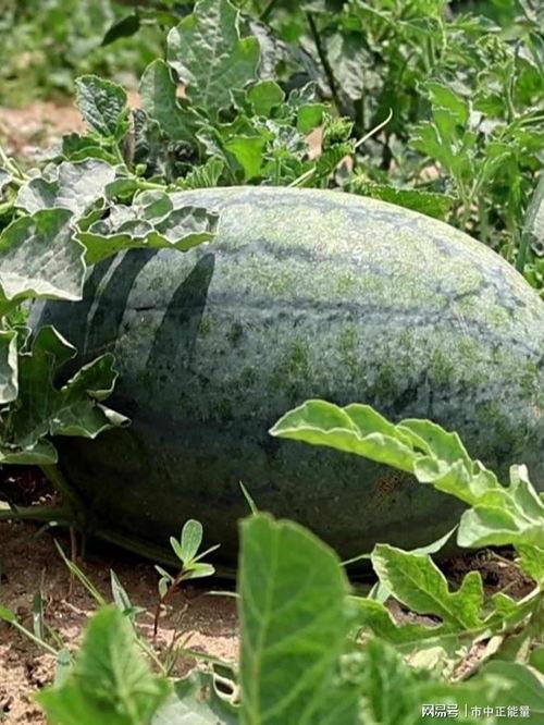 滕州近期吃瓜事件,揭秘背后真相与网络舆论风暴