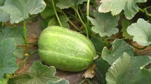 新鲜的瓜怎么吃,探索新鲜瓜果的多样食法