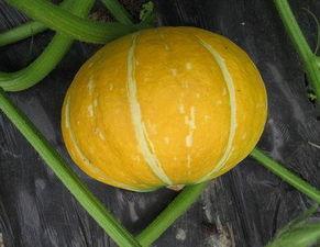 吃板栗瓜是什么瓜好处