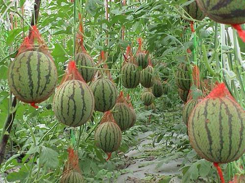 新鲜吃瓜,新鲜吃瓜盛宴来袭！