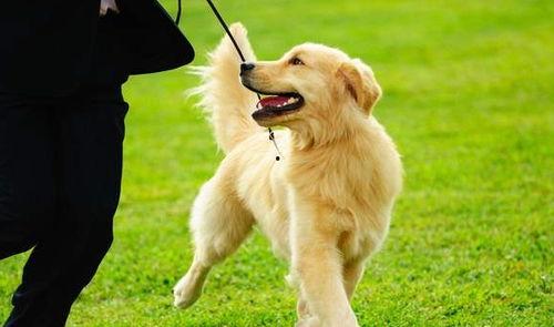 金毛犬吃哈密瓜,哈密瓜的甜蜜邂逅