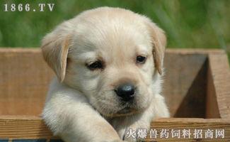 金毛犬吃哈密瓜,哈密瓜的甜蜜邂逅