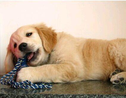 金毛犬吃哈密瓜,哈密瓜的甜蜜邂逅