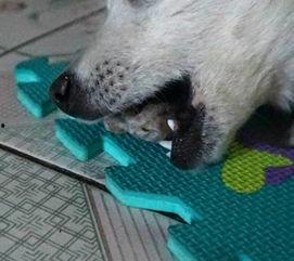 吃瓜吃狗狗吃的东西图片,跟随镜头探寻宠物餐桌上的美味时光