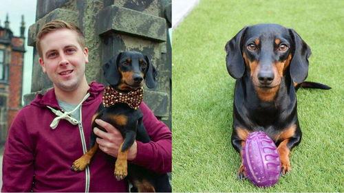 吃瓜吃狗狗吃的东西图片,跟随镜头探寻宠物餐桌上的美味时光