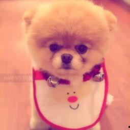 吃瓜吃狗狗吃的东西图片,跟随镜头探寻宠物餐桌上的美味时光