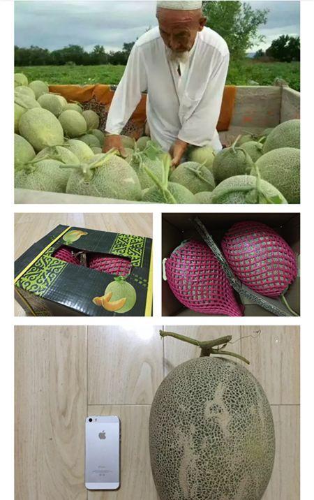 哈密吃瓜 哪里好,探寻最佳瓜果品尝地