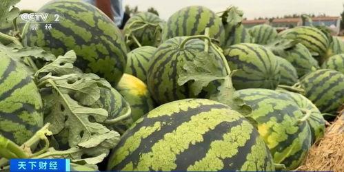吃瓜经营,揭秘瓜农致富之路