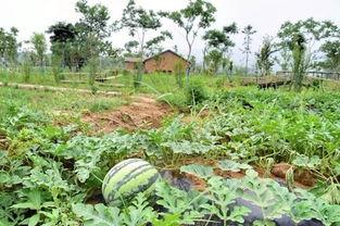 吃瓜社图片,一场视觉盛宴背后的故事