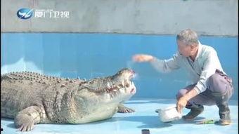 吃瓜群众鳄鱼视频,鳄鱼视频引发全网关注