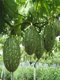 腊瓜能与方瓜一起吃吗,腊瓜与方瓜的搭配食用探讨