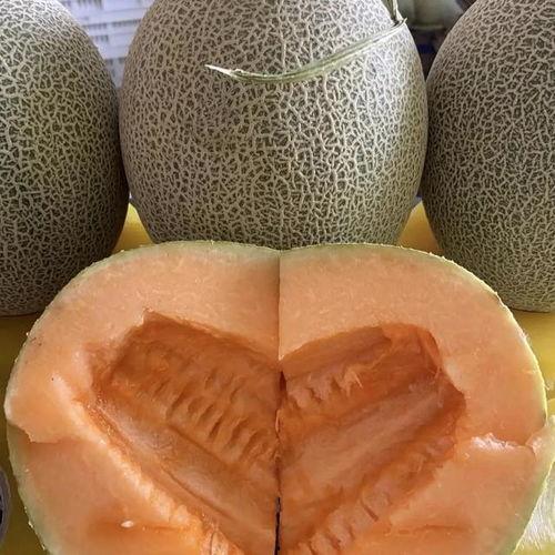 大家吃哈密瓜,共享甜蜜滋味