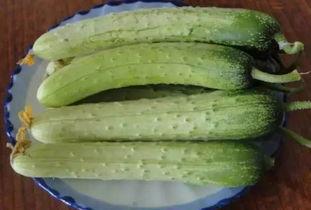 东北吃生瓜,生瓜的独特魅力