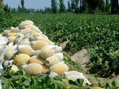 技术流吃瓜,揭秘科技圈幕后故事与热点事件