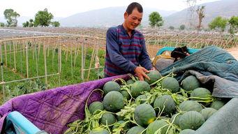 农村的吃瓜,瓜果飘香，共享丰收喜悦