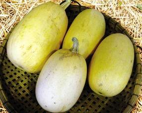 新西兰鱼翅瓜怎么吃,新西兰鱼翅瓜的多样食法探索