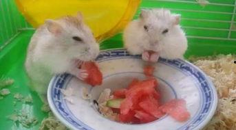 卧槽吃瓜的视频