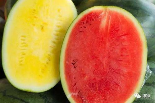 带你吃高等瓜,一场味蕾与知识的盛宴