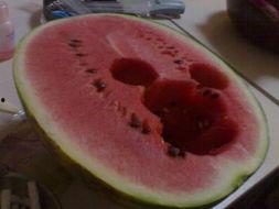 老鼠偷瓜吃皮,一场趣味盎然的田园趣事