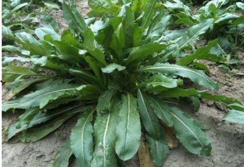 乌斯曼吃瓜,揭秘娱乐圈的甜蜜与苦涩