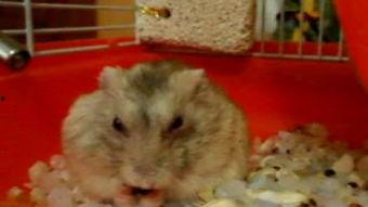 吃瓜的仓鼠君,揭秘萌宠界的“美食侦探”