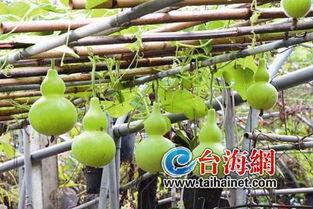 小孩吃的葫芦瓜,宝宝健康成长的绿色伴侣