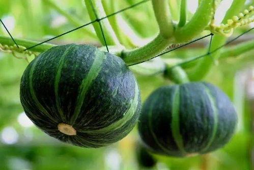 婵月玫瑰吃瓜,揭秘网红吃瓜背后的故事