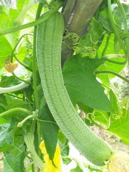 梦到买丝瓜茄子吃瓜