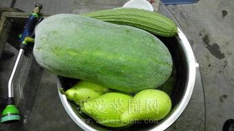 pero队内吃瓜,一场吃瓜盛宴背后的真相