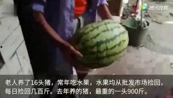 水果视频吃瓜,揭秘吃瓜背后的趣味与真相